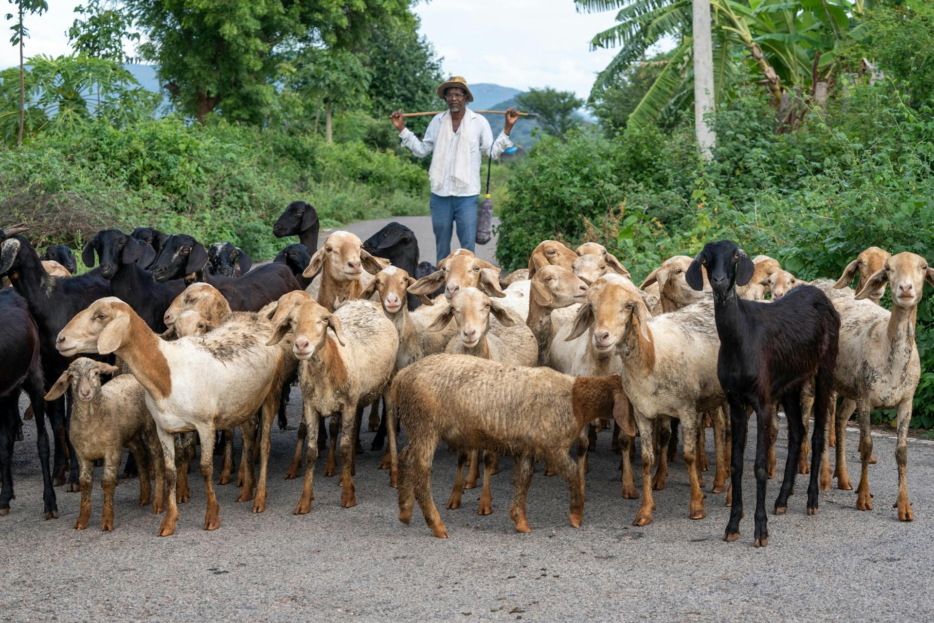 Pexels Shootsaga 32277777